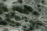Polished Orbicular Ocean Jasper Slab - Madagascar #379337-1
